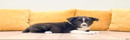 Australian Shepherd dogs for sale: Olivia - Ad 3