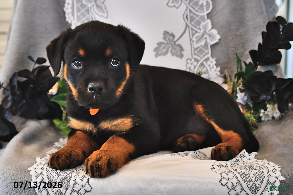 Rottweiler dogs Smokey - Ad 2
