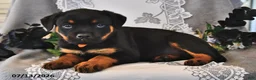 Rottweiler dogs for sale: Smokey - Ad 2
