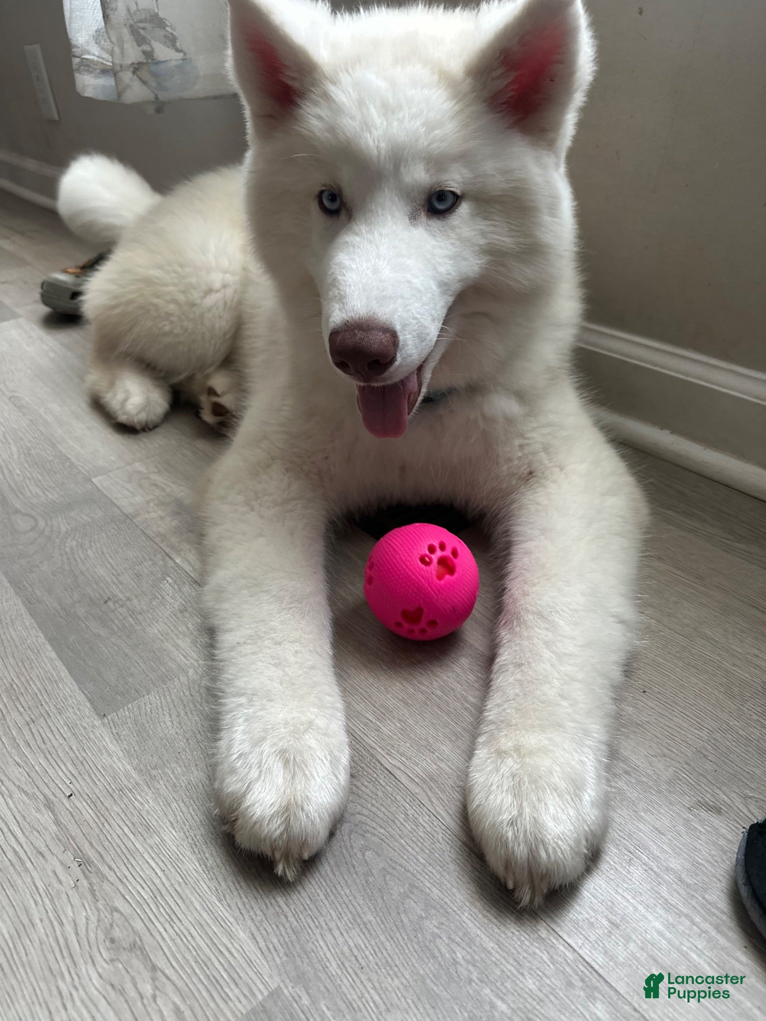 Siberian Husky dogs Milo  - Ad 1