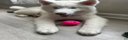 Siberian Husky dogs for sale: Milo  - Ad 1