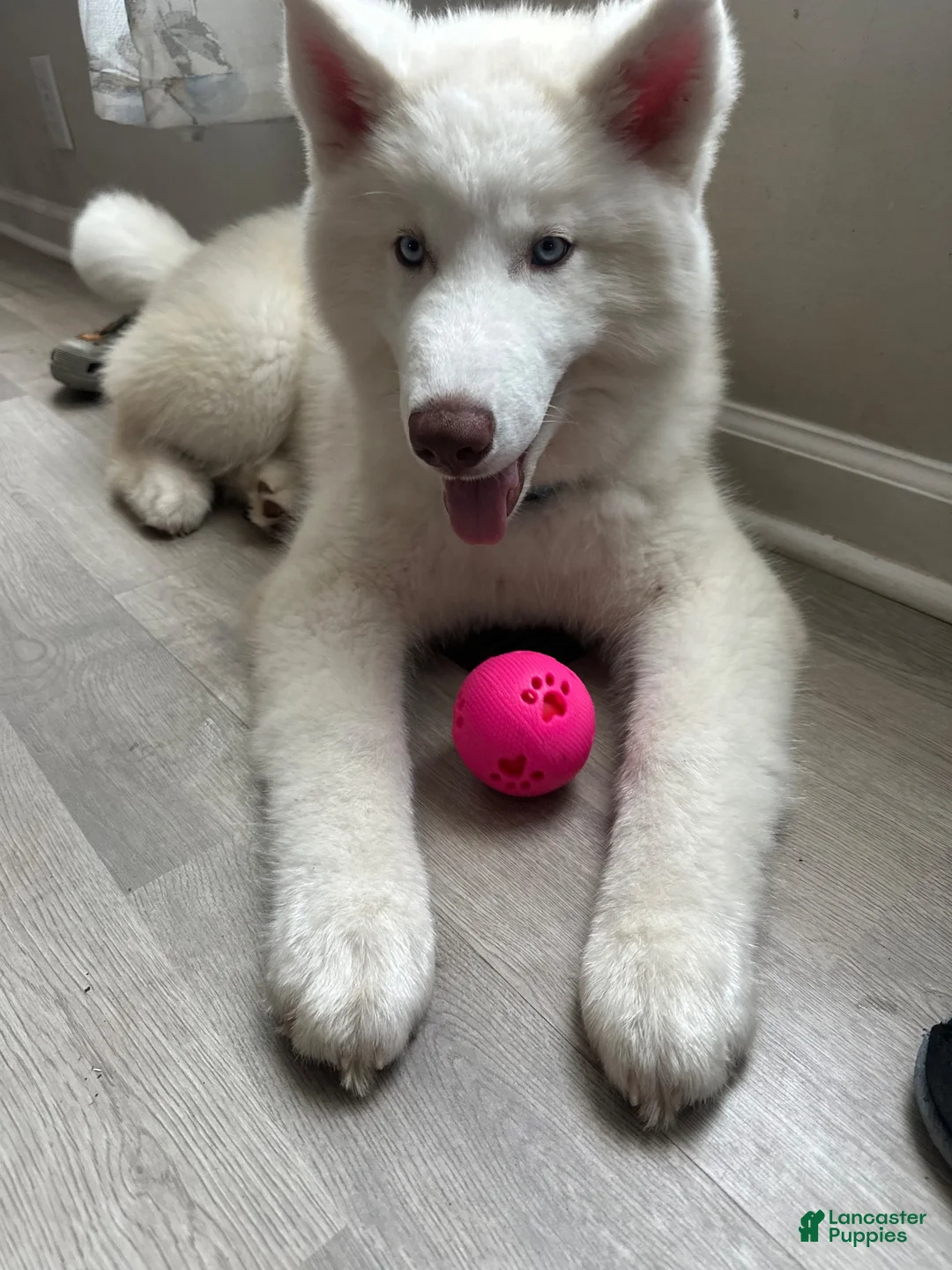 Siberian Husky dogs for sale: Milo  - Ad 1