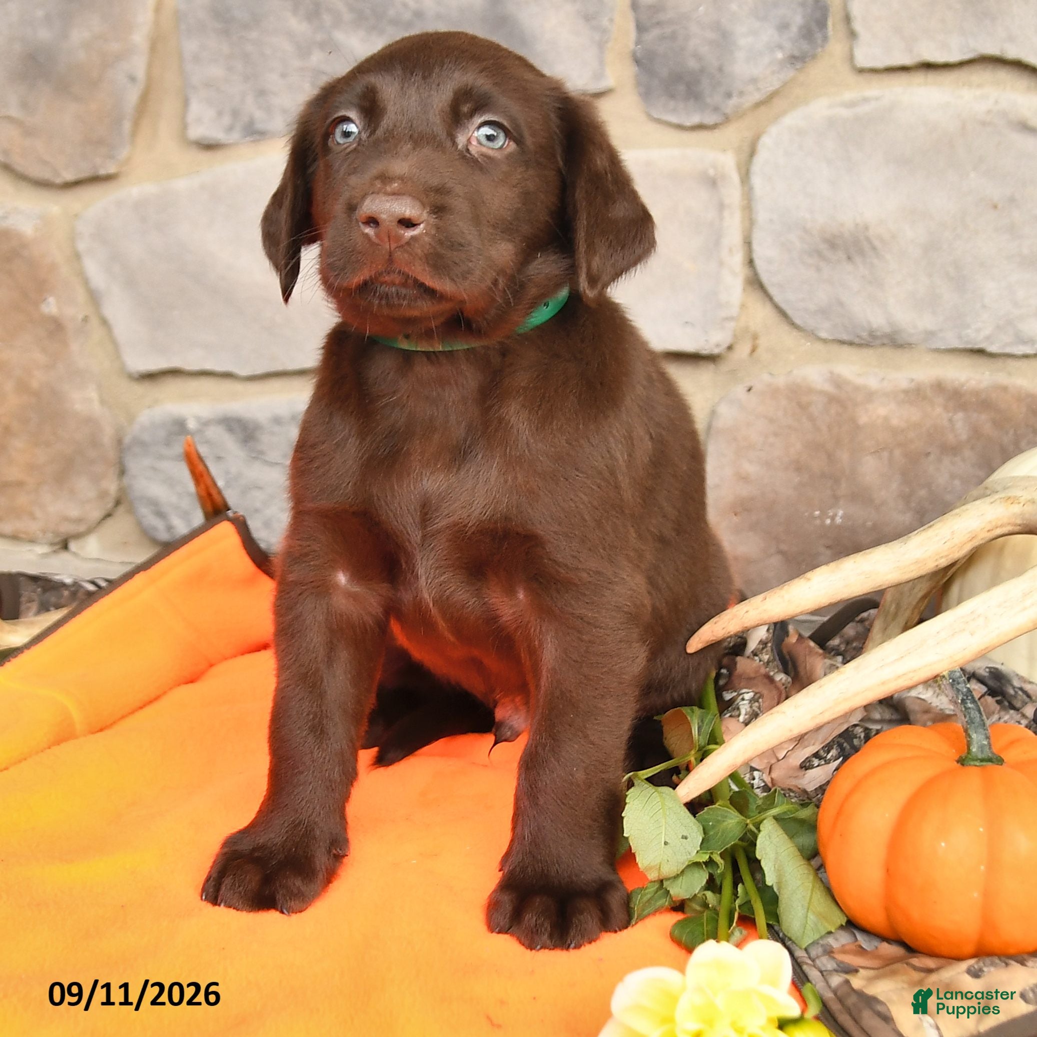 Labrador Retriever dogs Promise - Ad 2