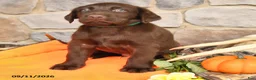 Labrador Retriever dogs for sale: Promise - Ad 2