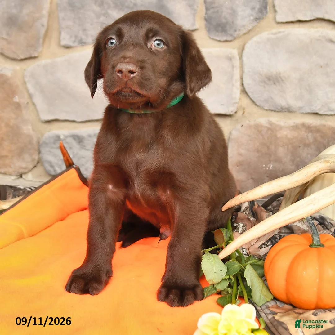 Labrador Retriever dogs for sale: Promise - Ad 2