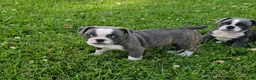Mixed Breed dogs for sale: Sashay Brindle Grey - Ad 3