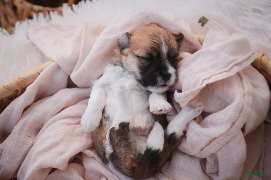 Havanese dogs Graham Havanese  - Ad 2