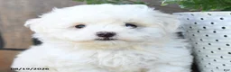 Maltipoo dogs for sale: Teddi Bear - Ad 5