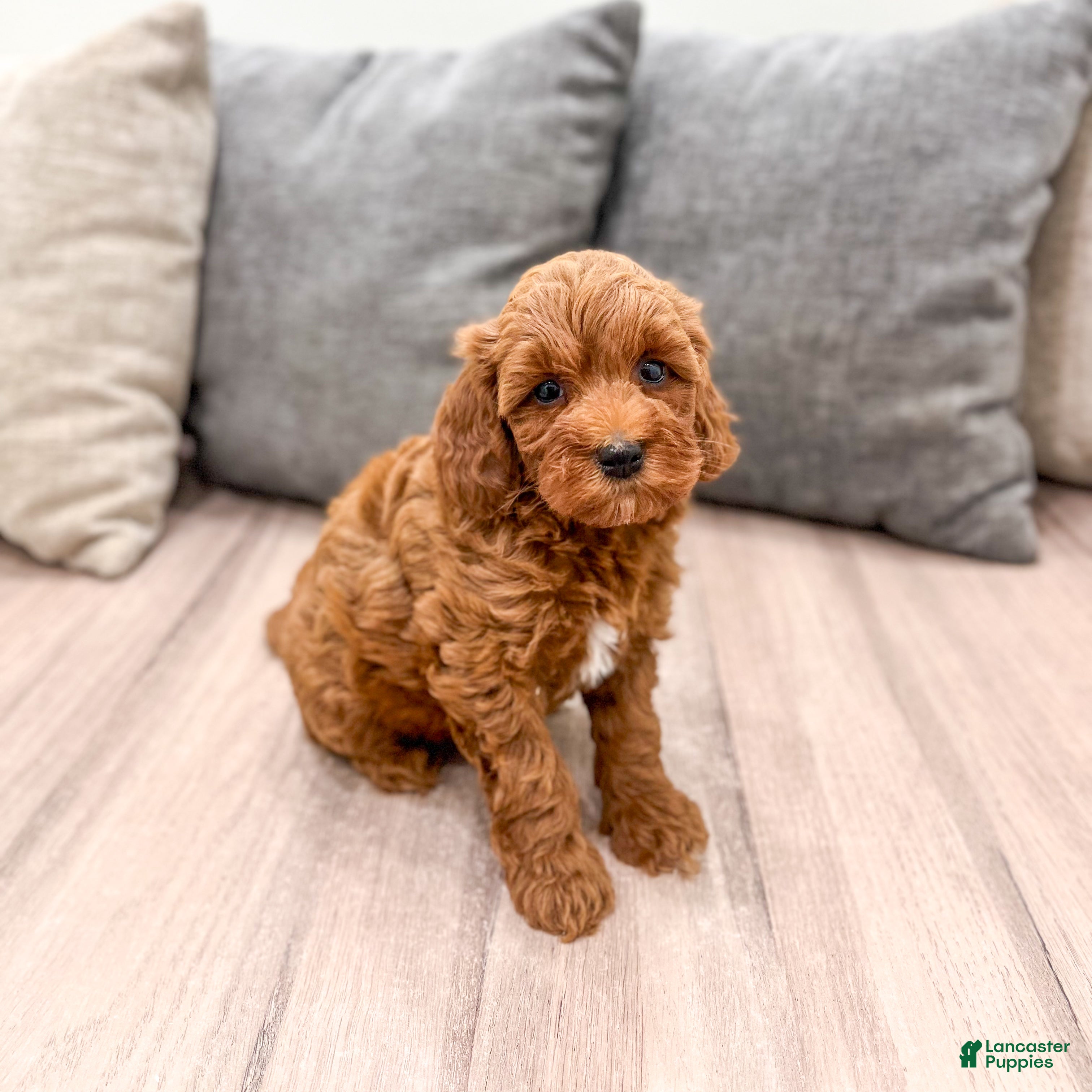 Mini Goldendoodle dogs Allie - Ad 2