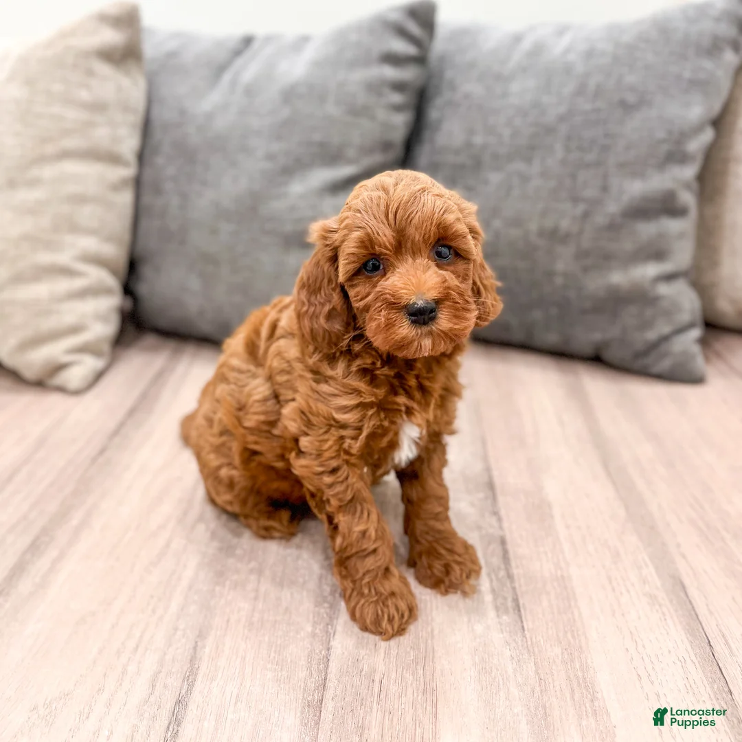 Mini Goldendoodle dogs for sale: Allie - Ad 2