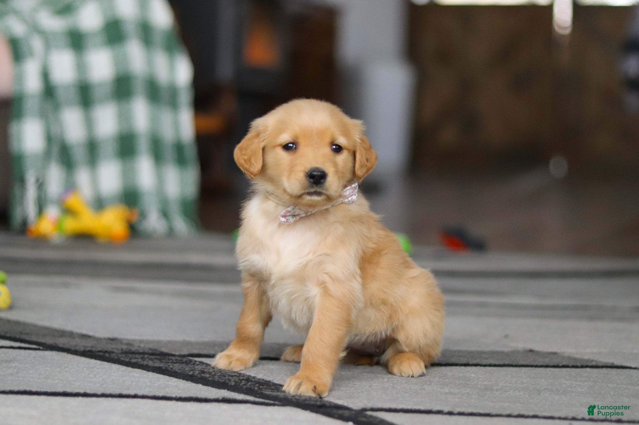 Golden Retriever dogs Cally - Ad 2
