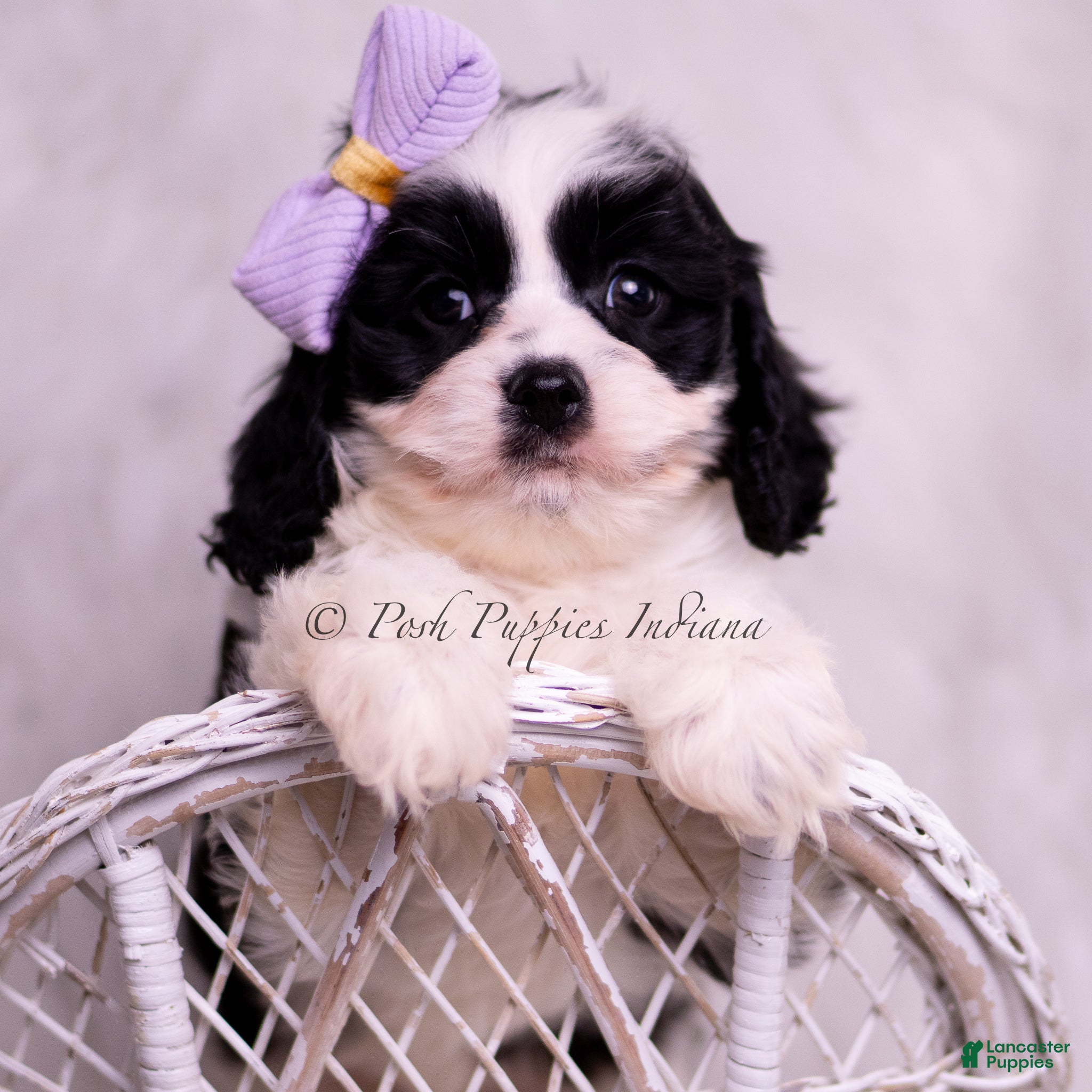 Cavapoo dogs Jillian - Ad 39