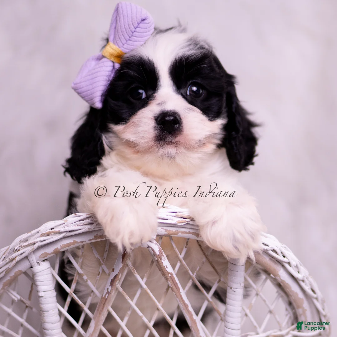 Cavapoo dogs for sale: Jillian - Ad 1