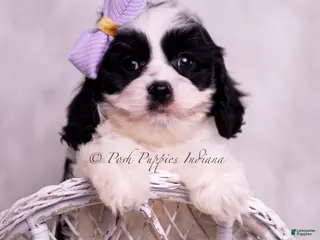 Cavapoo dogs Jillian - Ad 39