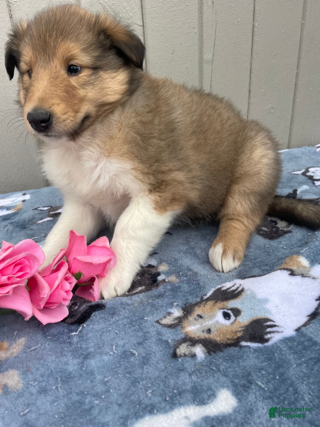Collie dogs for sale: Connie - Ad 2