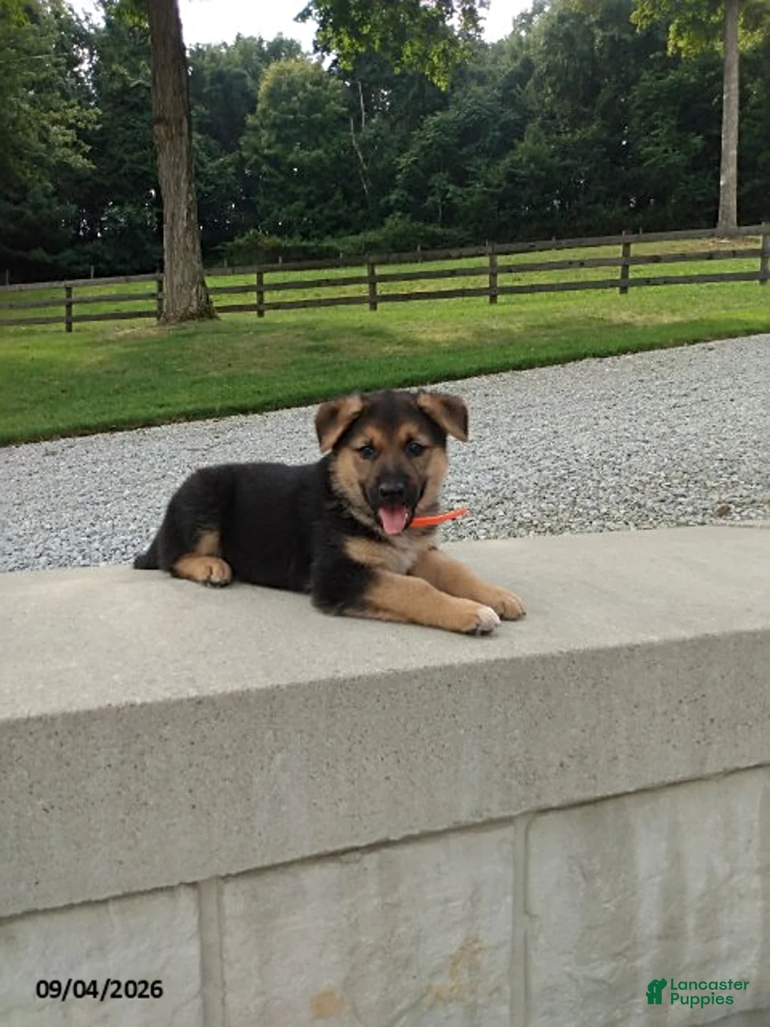 German Shepherd dogs for sale: Milo - Ad 2