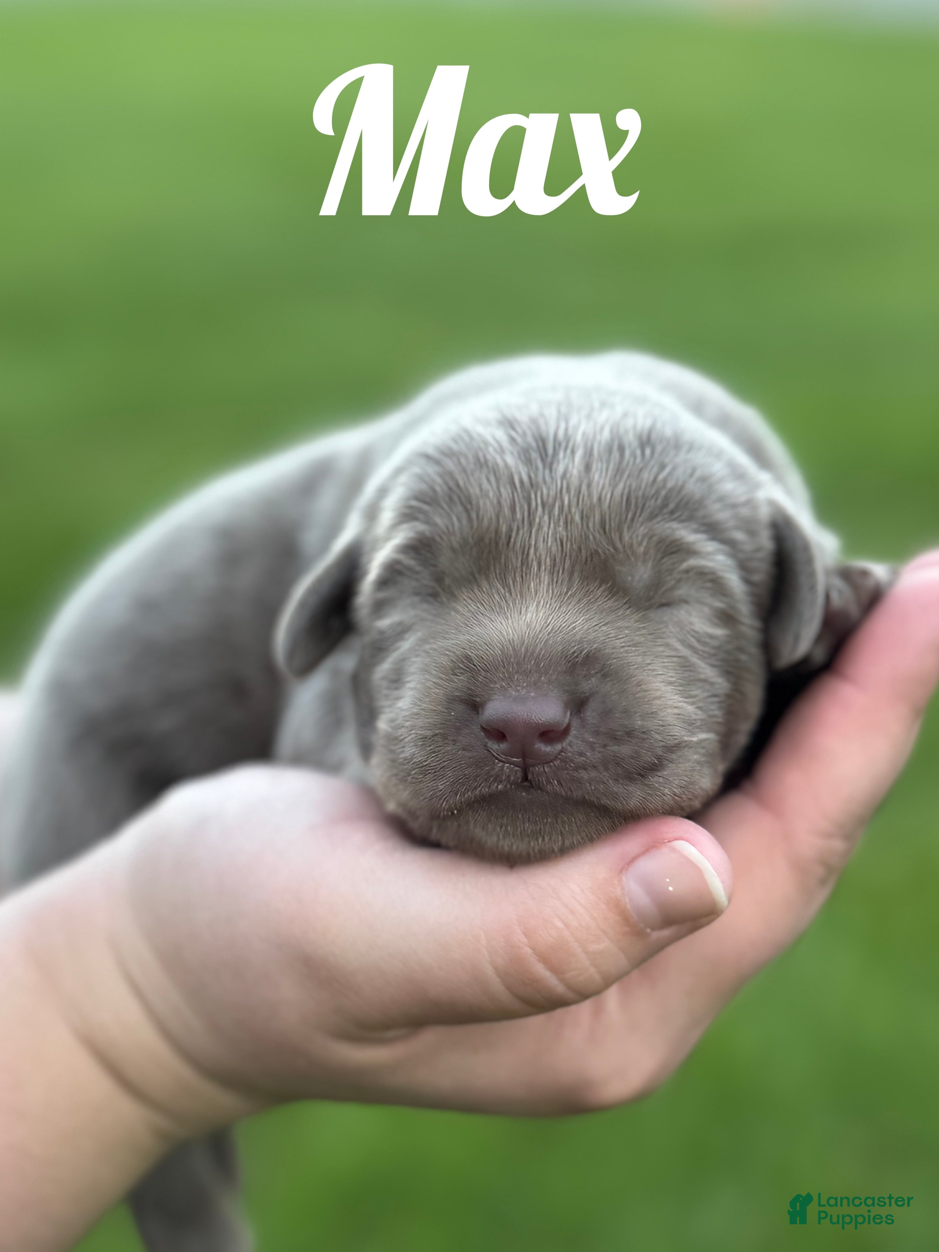 Labrador Retriever dogs Labrador Retriever Puppy 2 - Ad 2