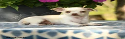 Chihuahua dogs for sale: Ripley - Ad 4
