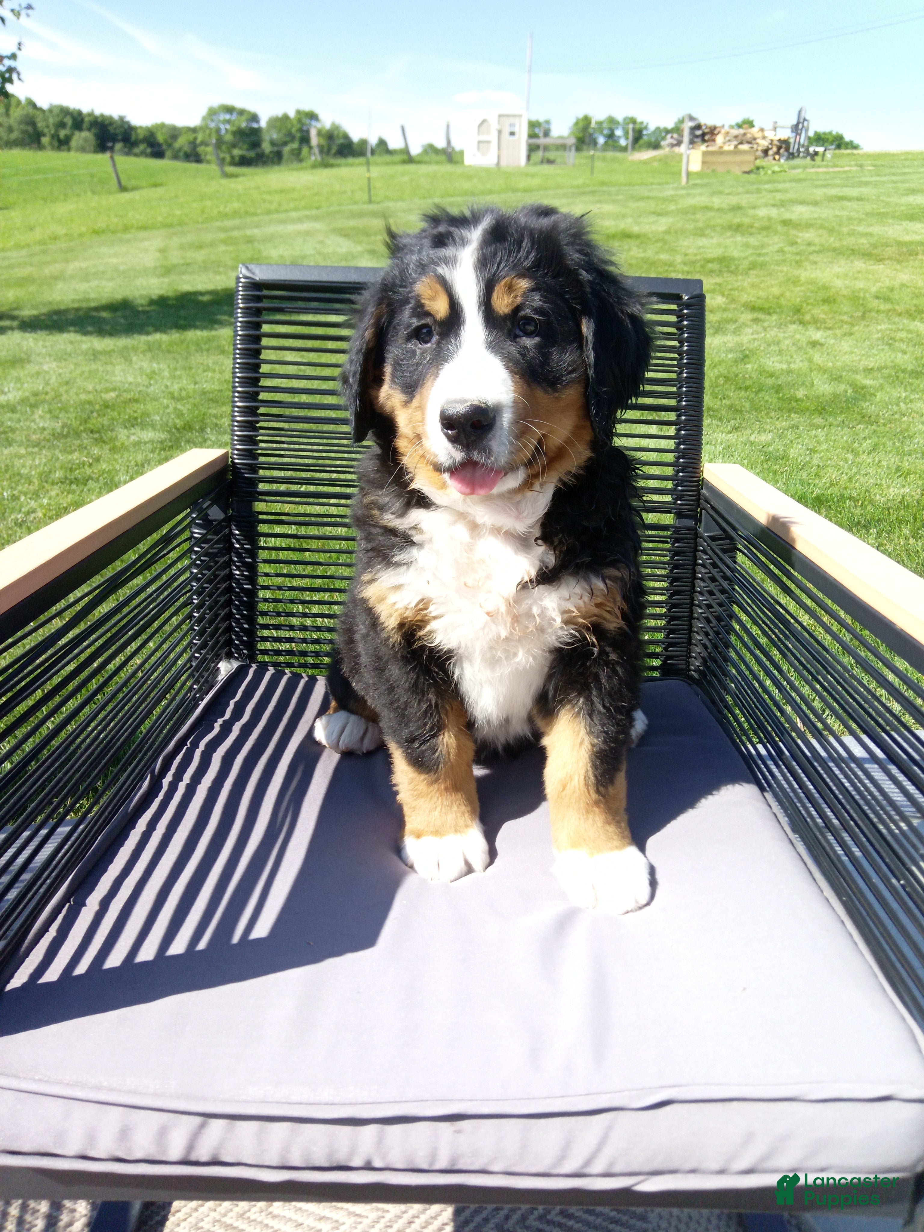 Bernese Mountain Dog dogs Grace - Ad 2