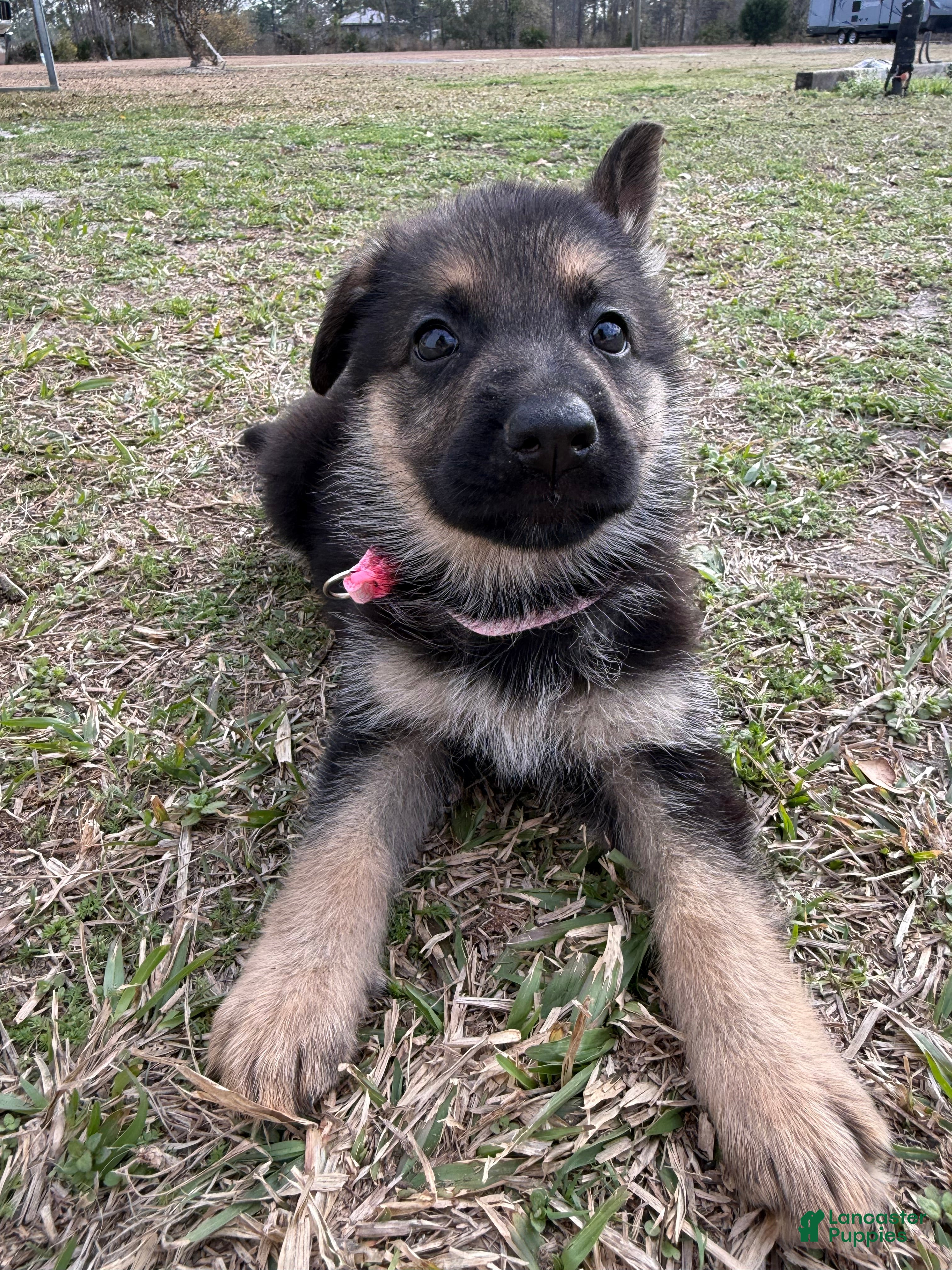 German Shepherd dogs Marley - Ad 8