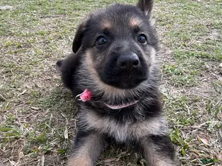 German Shepherd dogs Marley - Ad 8