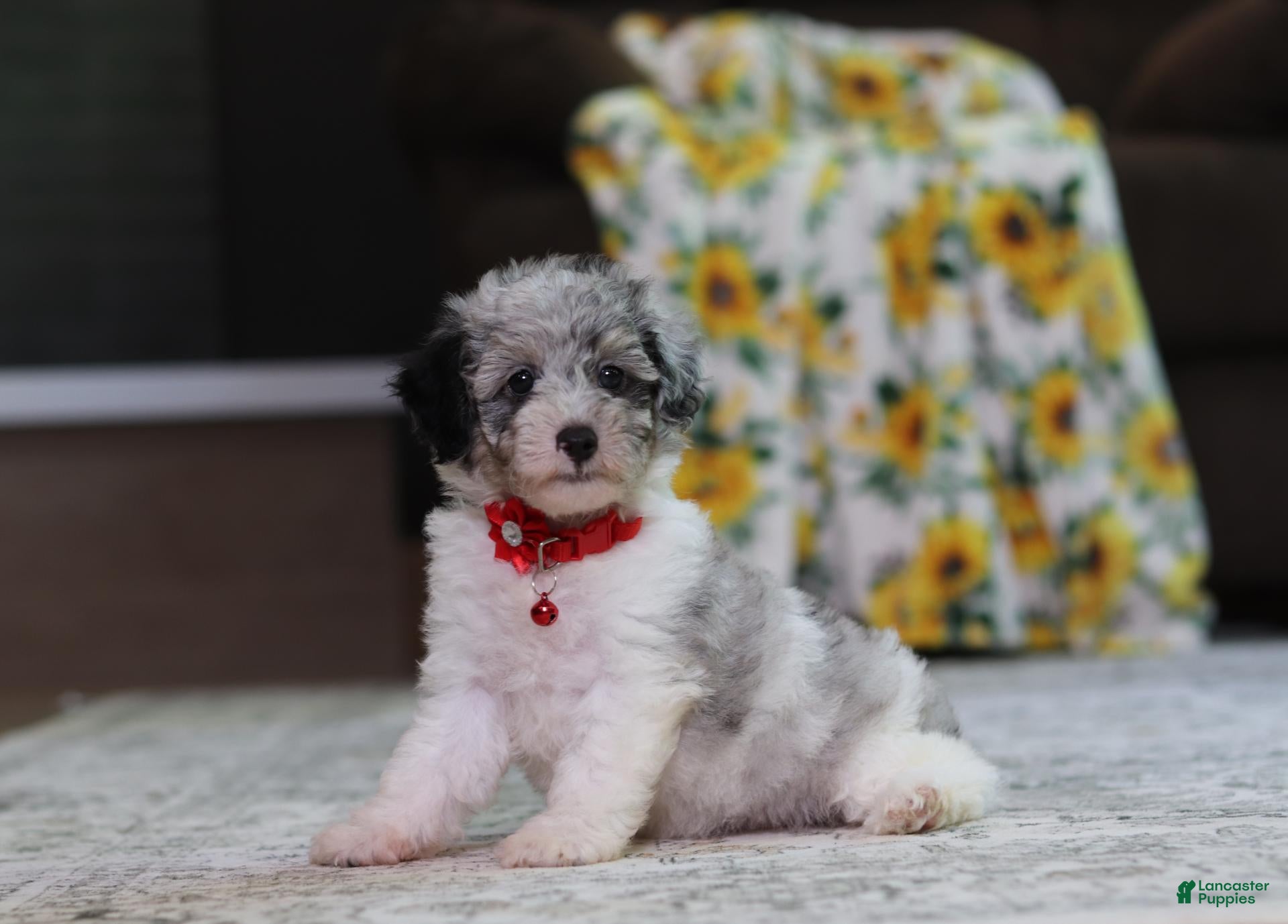 Miniature Poodle dogs Bella - Ad 2