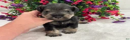 Miniature Schnauzer dogs for sale: Mae Male 4 - Ad 2