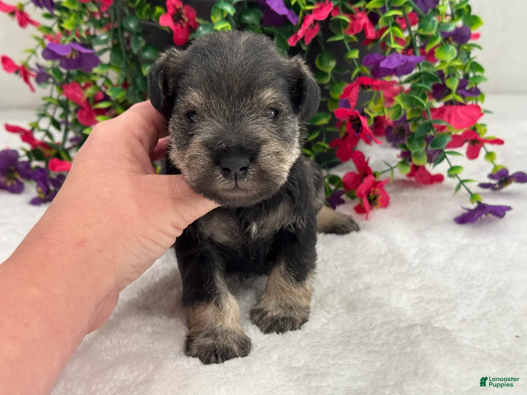 Miniature Schnauzer dogs for sale: Mae Male 4 - Ad 2