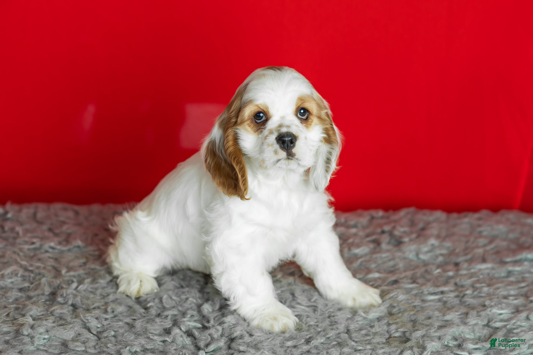 Cocker Spaniel dogs Freckles  - Ad 36