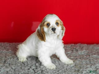 Cocker Spaniel dogs Freckles - Ad 19