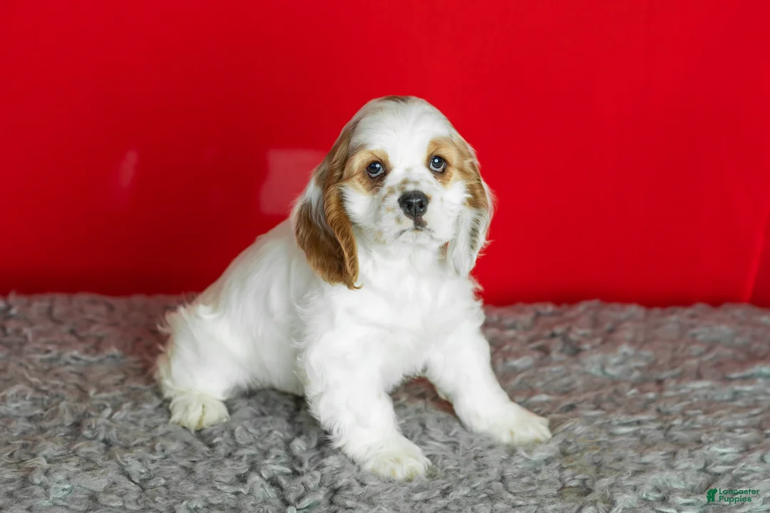 Cocker Spaniel dogs for sale: Freckles  - Ad 7