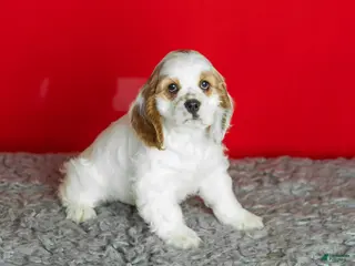 Cocker Spaniel dogs Freckles - Ad 32