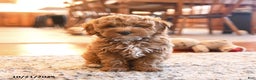Cockapoo dogs for sale: Mia  - Ad 1