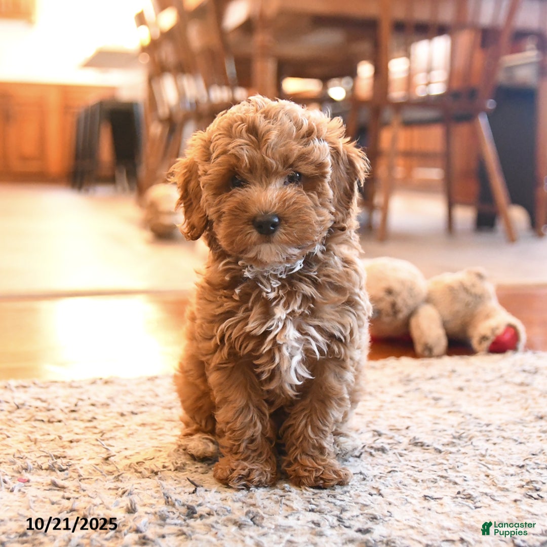 Cockapoo dogs for sale: Mia  - Ad 1