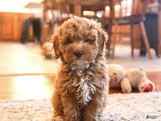 Cockapoo dogs Mia - Ad 4