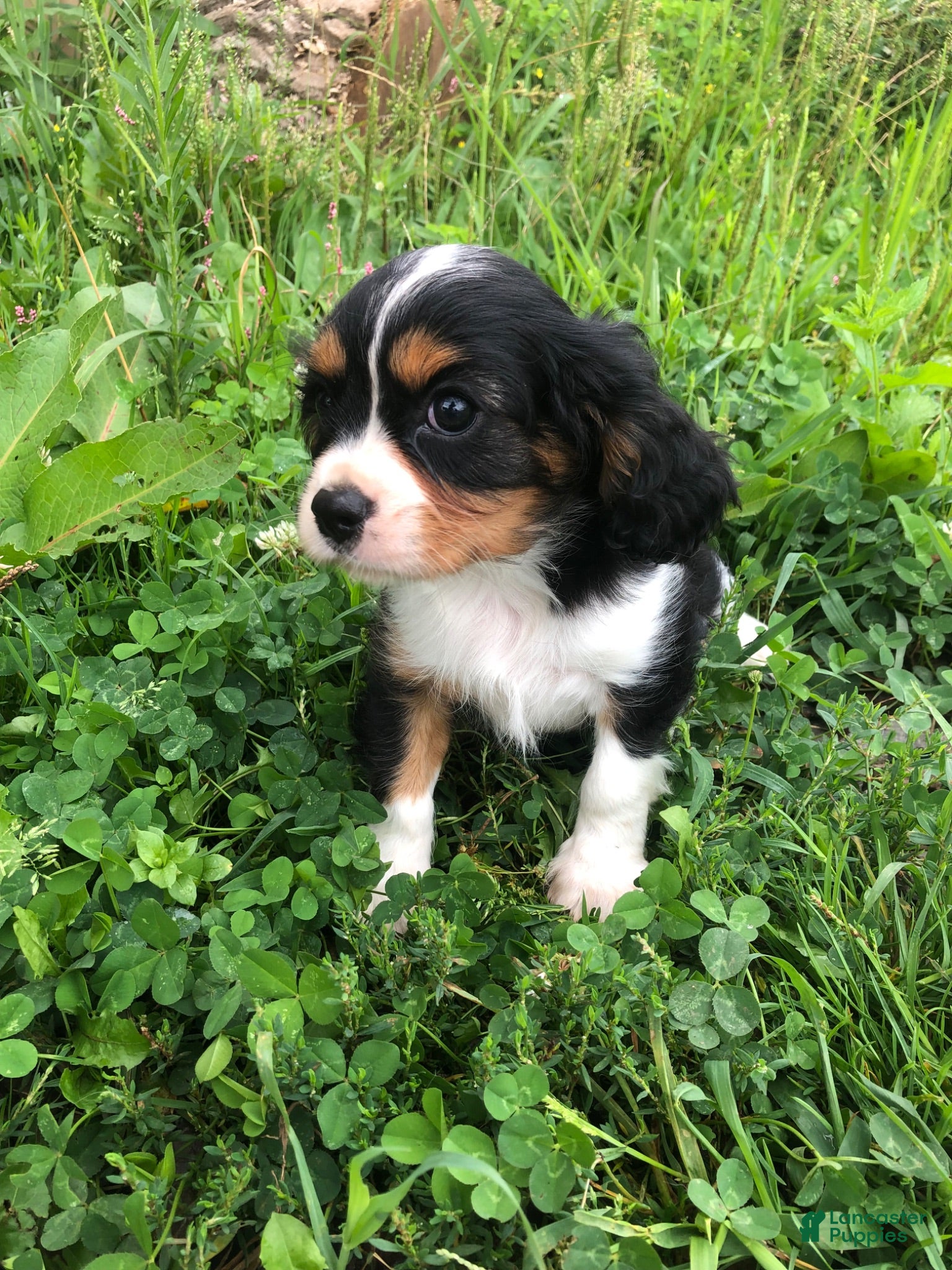 Cavalier King Charles Spaniel dogs Detroit - Ad 2