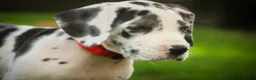 Great Dane dogs for sale: Beatrice Great Dane  - Ad 24
