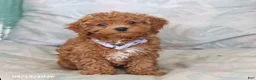 Maltipoo dogs for sale: Sunny  - Ad 4