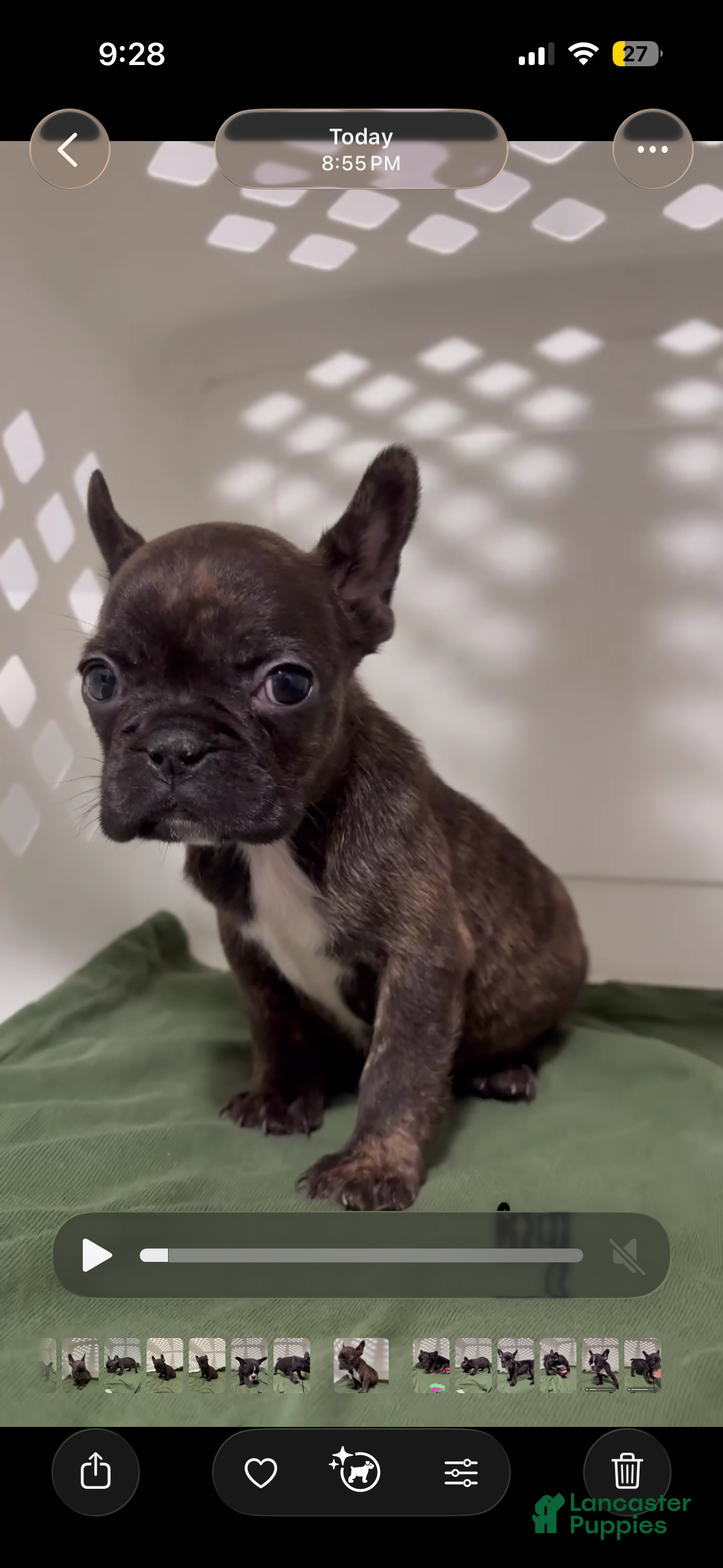 French Bulldog dogs French Bulldog Puppy 4 - Ad 19