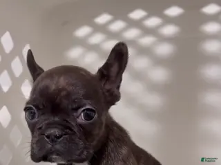 French Bulldog dogs French Bulldog Puppy 4 - Ad 8