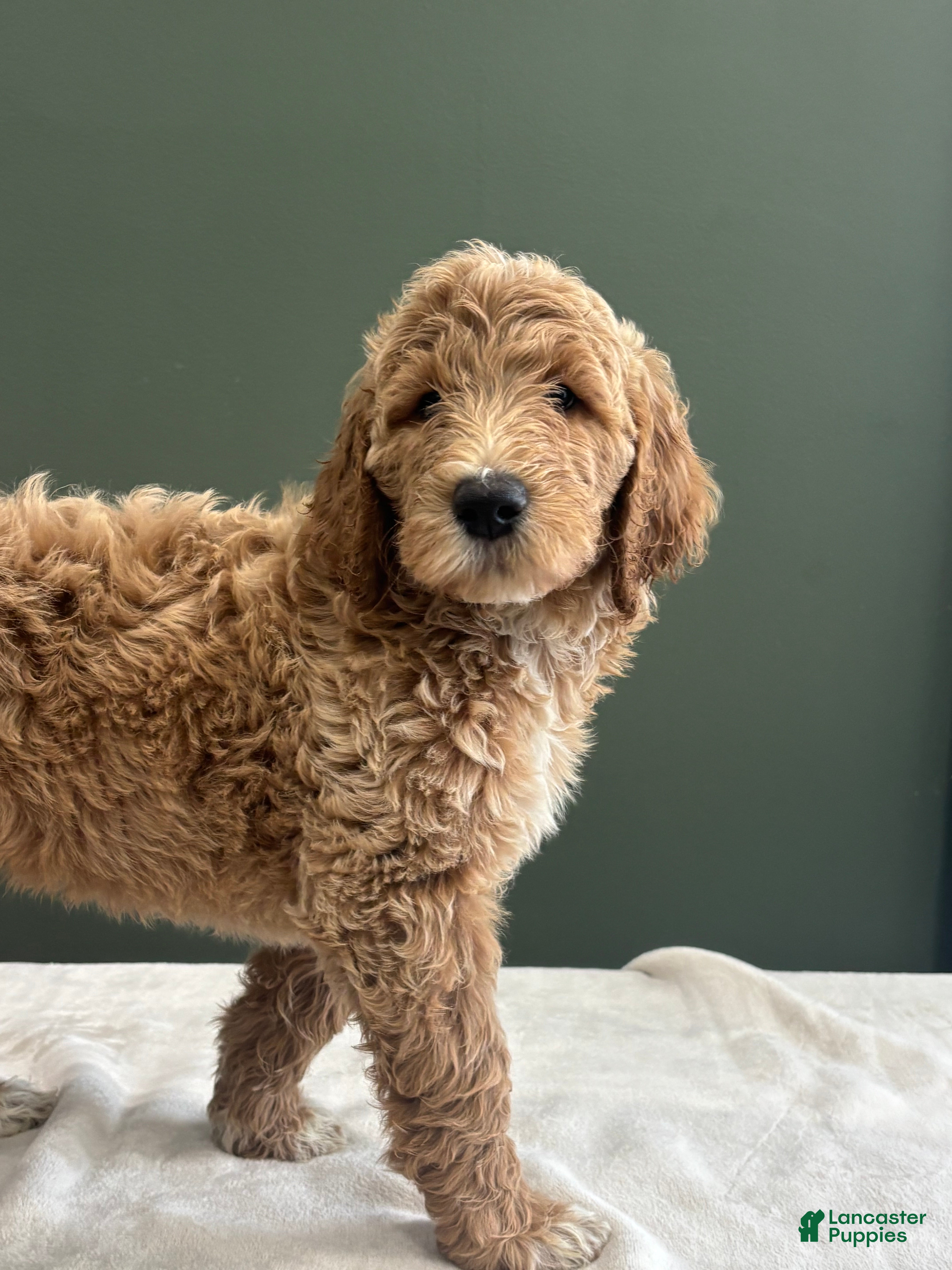 Goldendoodle dogs Goldendoodle 3 - Ad 1