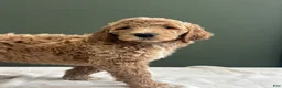 Goldendoodle dogs for sale: Goldendoodle 3 - Ad 1