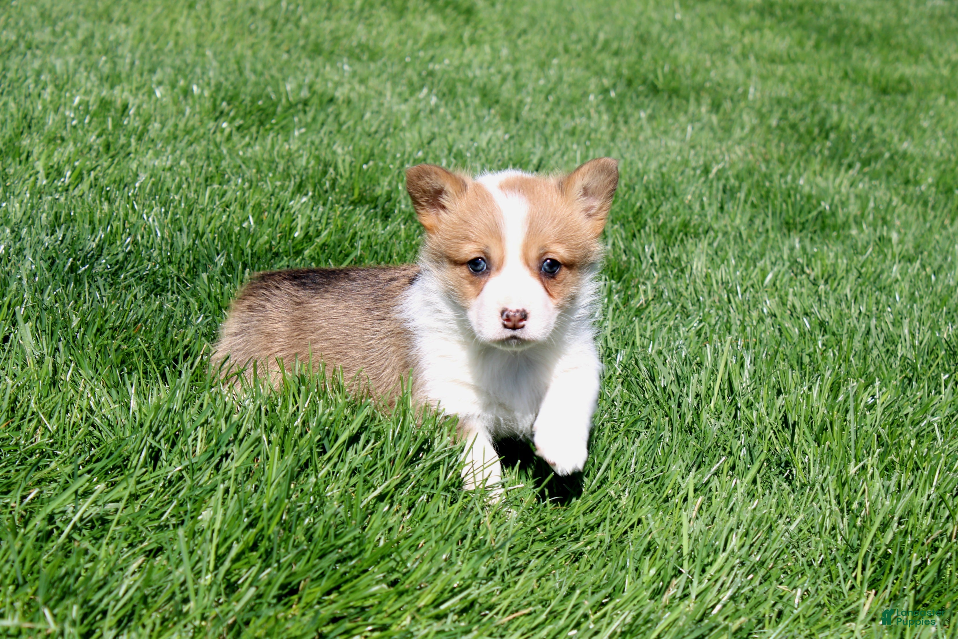 Welsh Corgi Pembroke dogs Nina - Ad 1