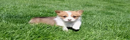 Welsh Corgi Pembroke dogs for sale: Nina - Ad 1