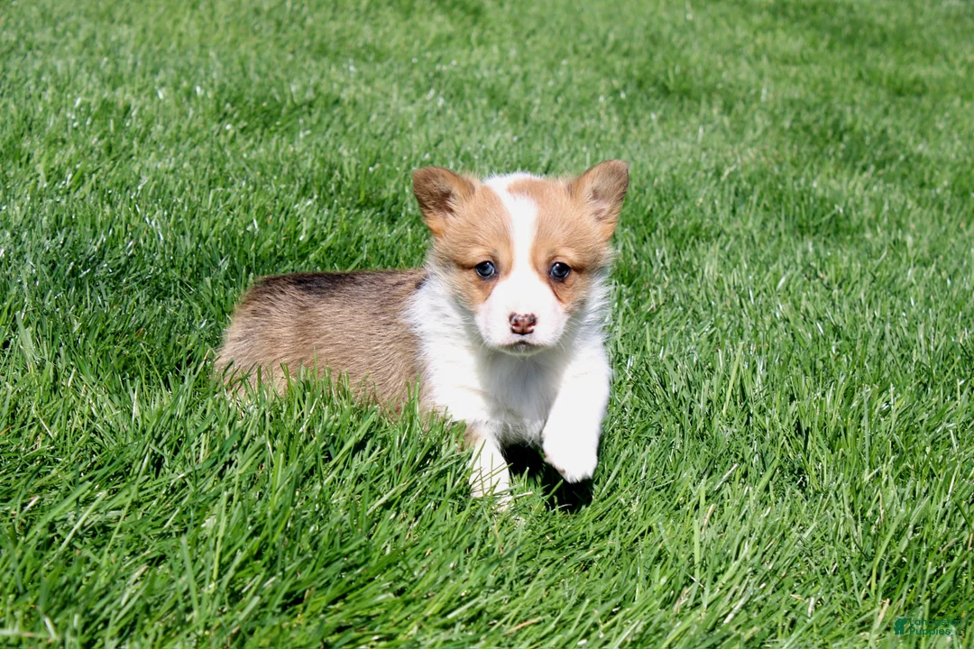 Welsh Corgi Pembroke dogs for sale: Nina - Ad 1