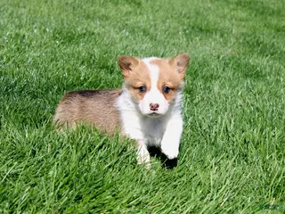 Welsh Corgi Pembroke dogs for sale: Nina - Ad 2
