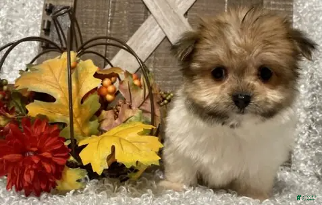 Morkie dogs for sale: Bella - Ad 5