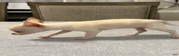 Chihuahua dogs for sale: Cream and white female chihuahua  - Ad 5