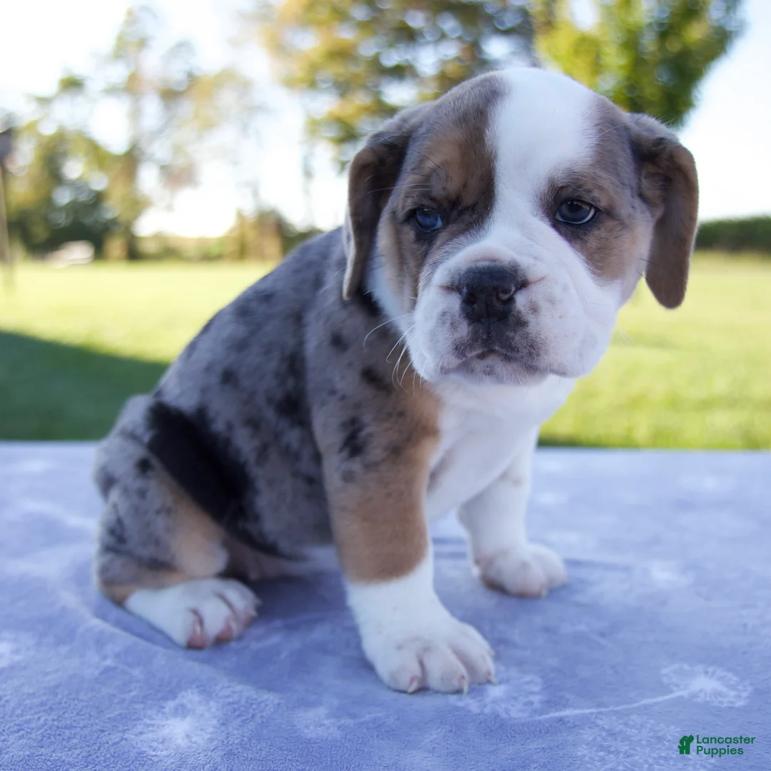 Beabull dogs for sale: Adele - Ad 2