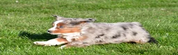 Miniature Australian Shepherd dogs for sale: Andre - Ad 11